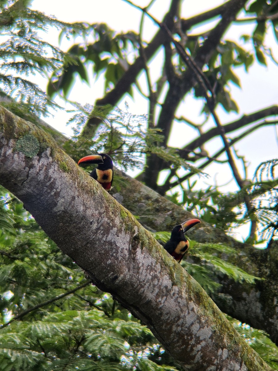 Fiery-billed Aracari - ML645005664