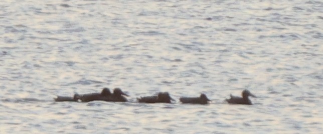 Ahate mokozabal zuria - ML645005665