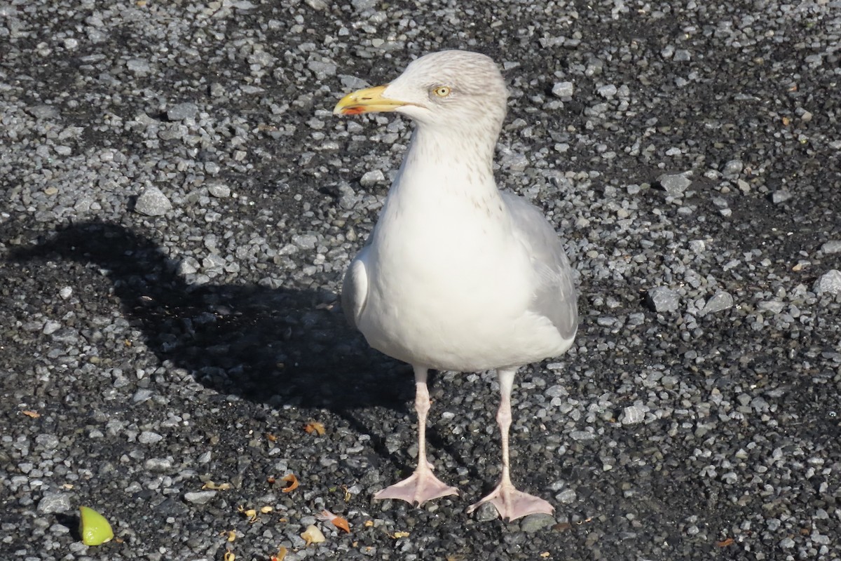 gråmåke - ML645005666