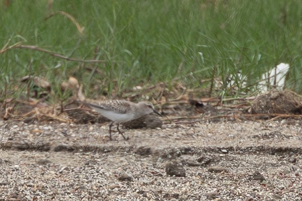 Baird's Sandpiper - ML645005672