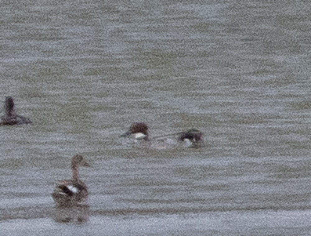 ヨシガモ - ML645005675