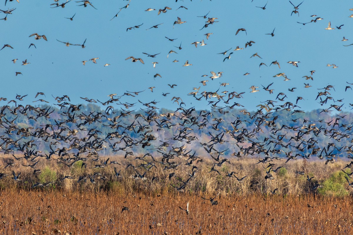 Northern Pintail - ML645005678