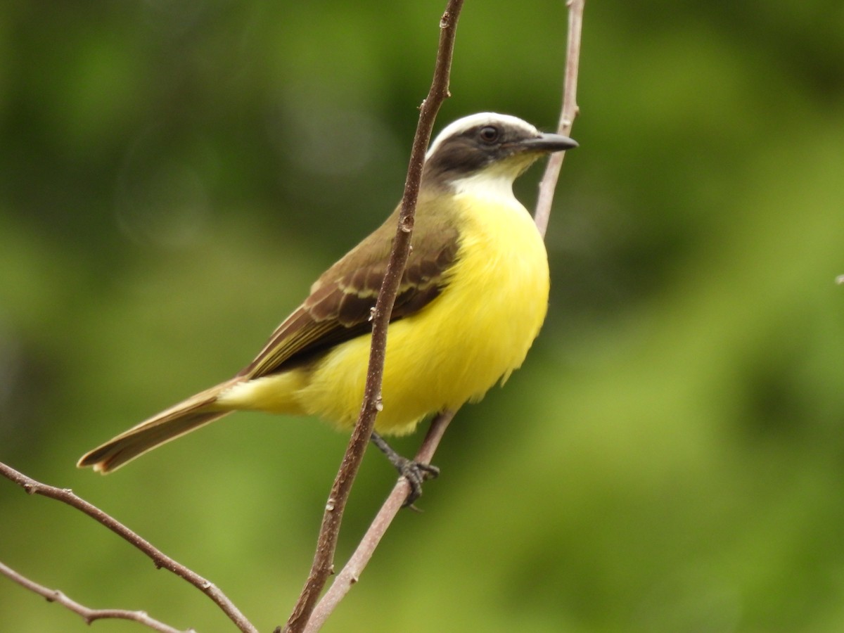 Tyran sociable - ML645005687