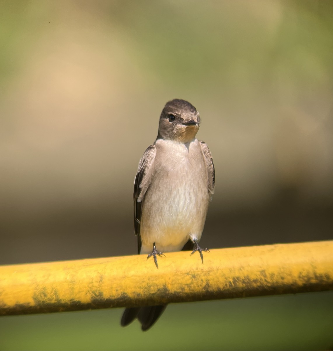 Northern Rough-winged Swallow - ML645005700