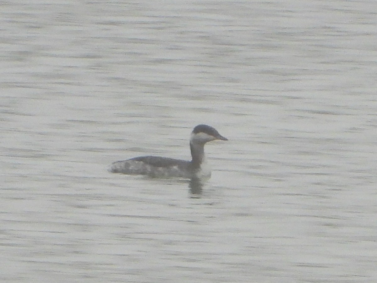 Horned Grebe - ML645005703