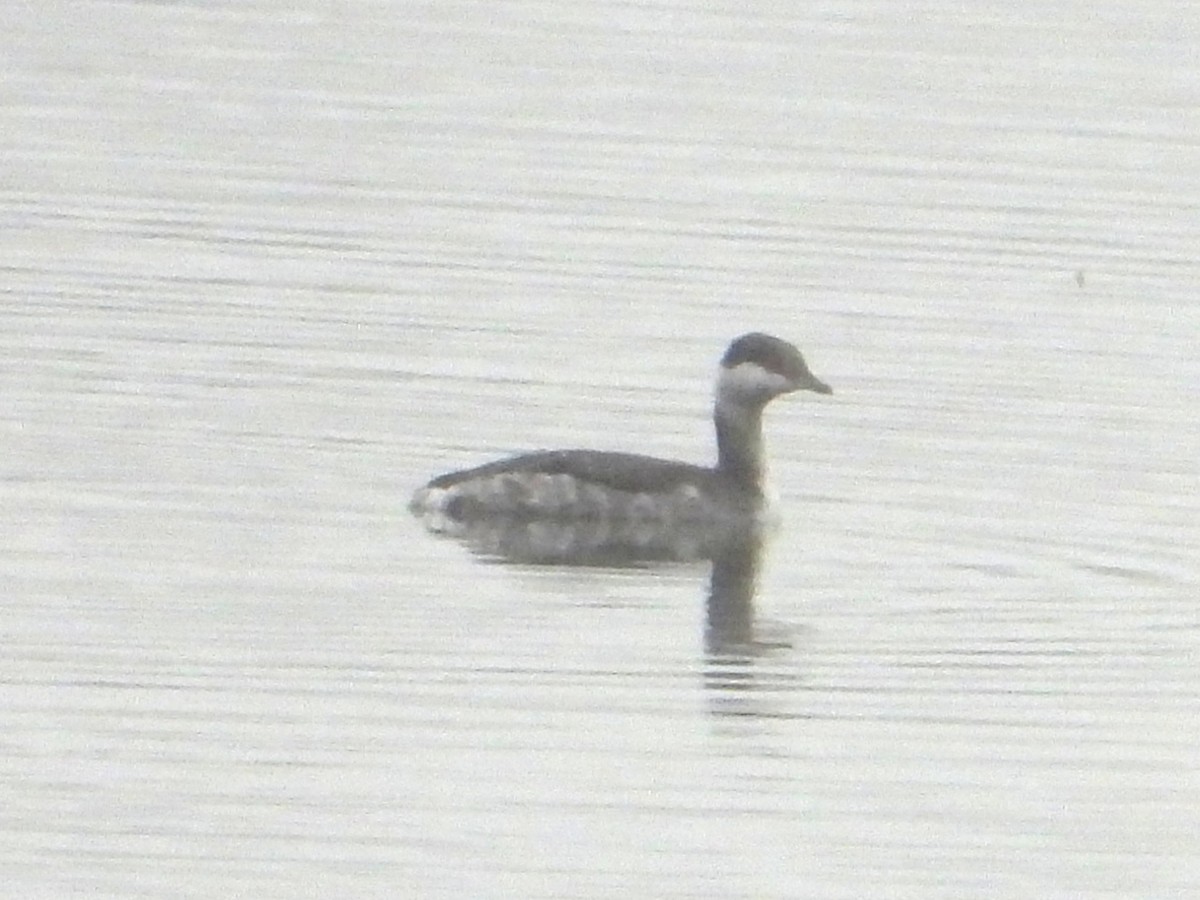 Horned Grebe - ML645005710