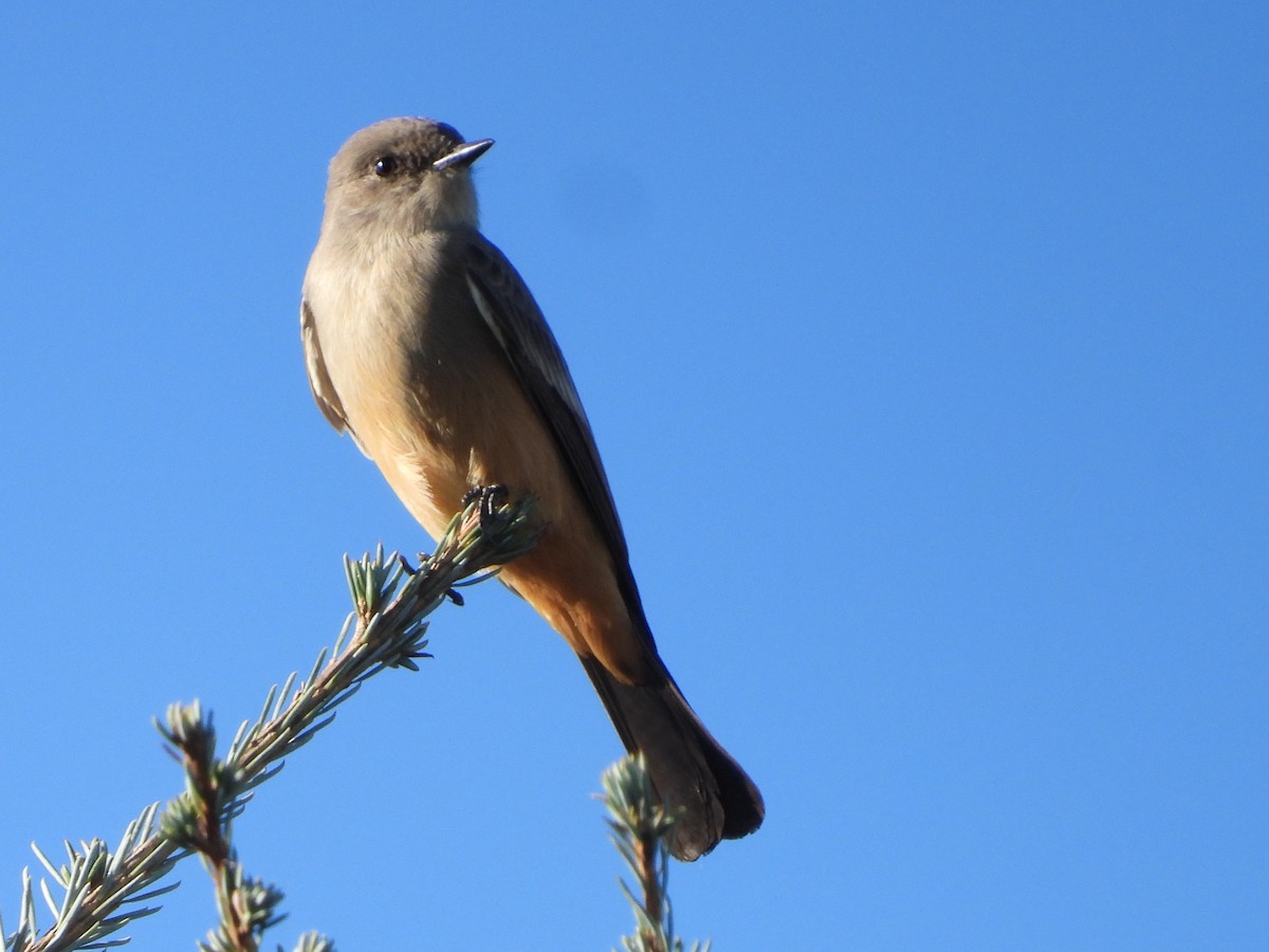 Say's Phoebe - ML645005712