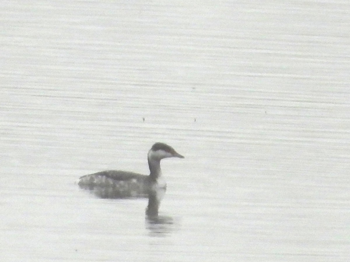Horned Grebe - ML645005715