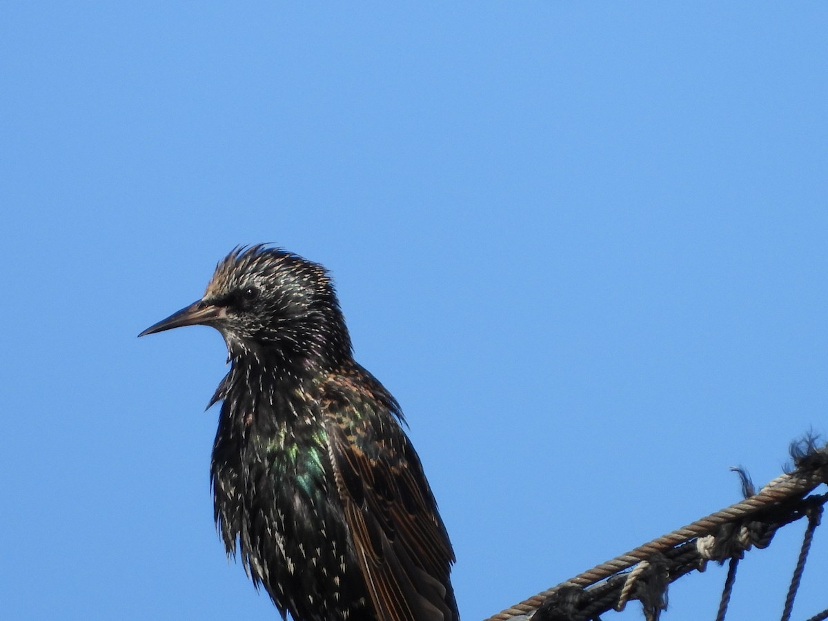 Хар тодол - ML645005727