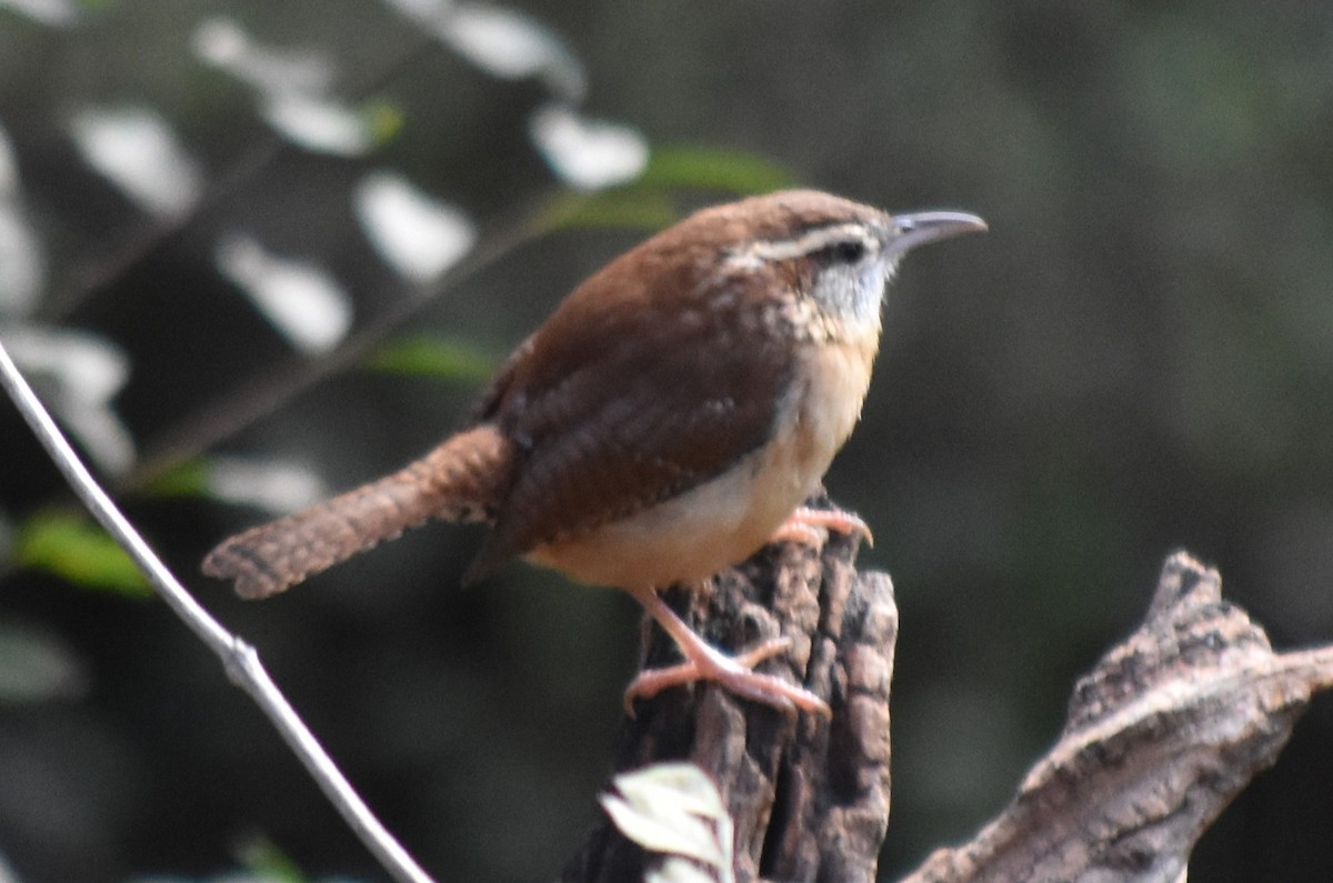 Carolina Wren - ML645005734