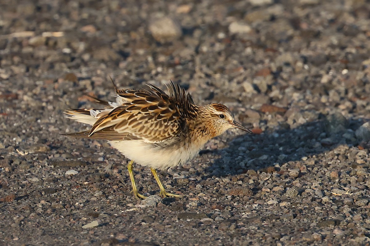 Sharp-tailed Sandpiper - ML645005745