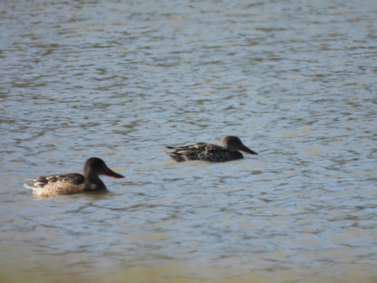 Ahate mokozabal zuria - ML645005746