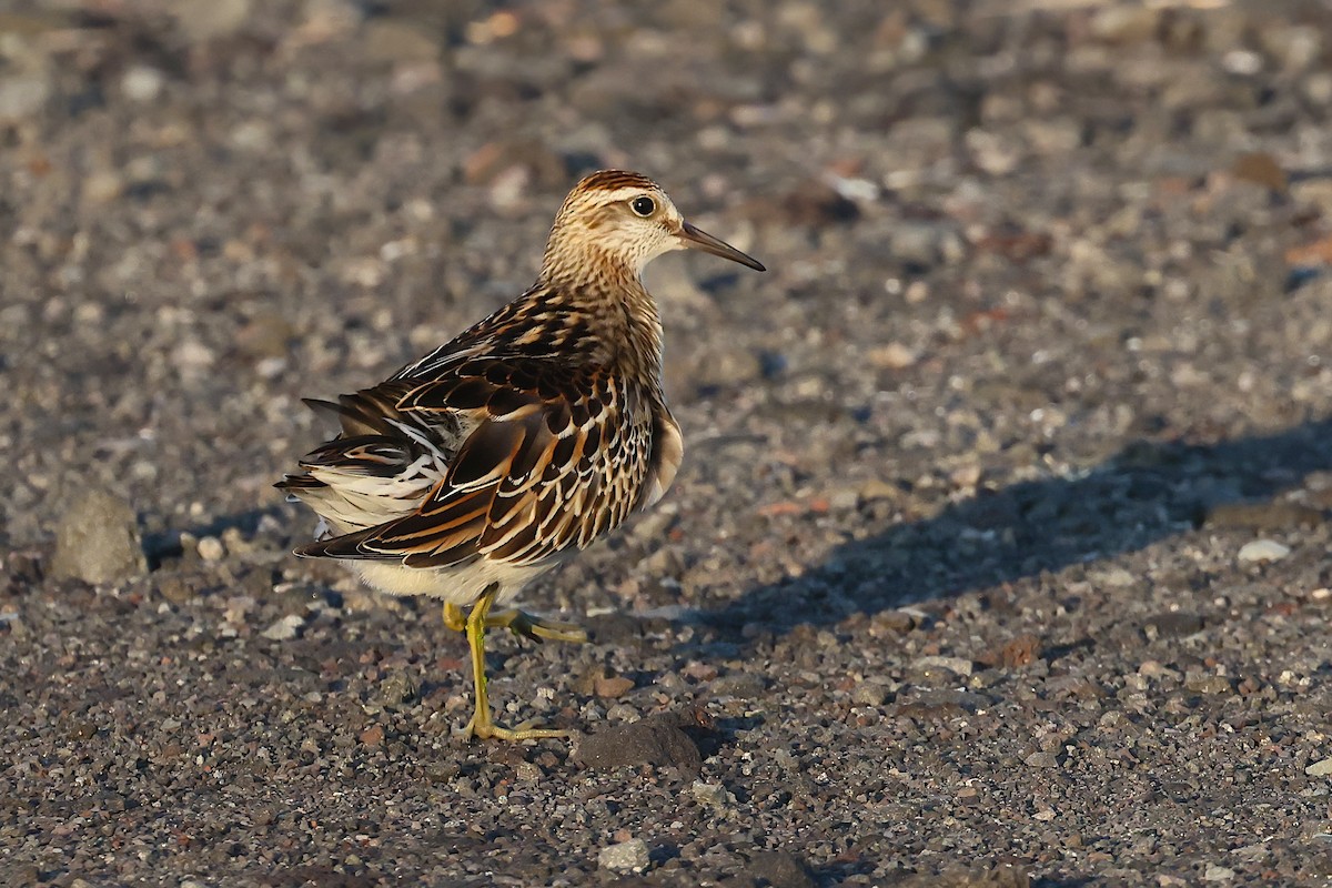 Sharp-tailed Sandpiper - ML645005748