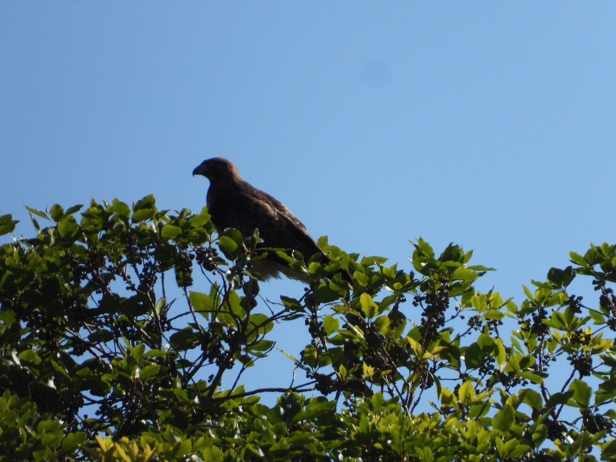 Red-tailed Hawk - ML645005754