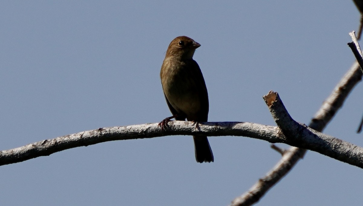 Passerin indigo - ML645005767