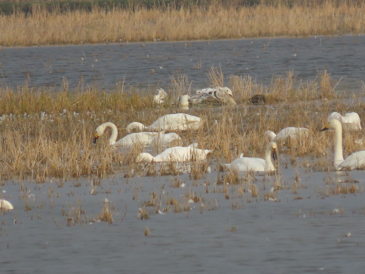 コハクチョウ - ML645005775