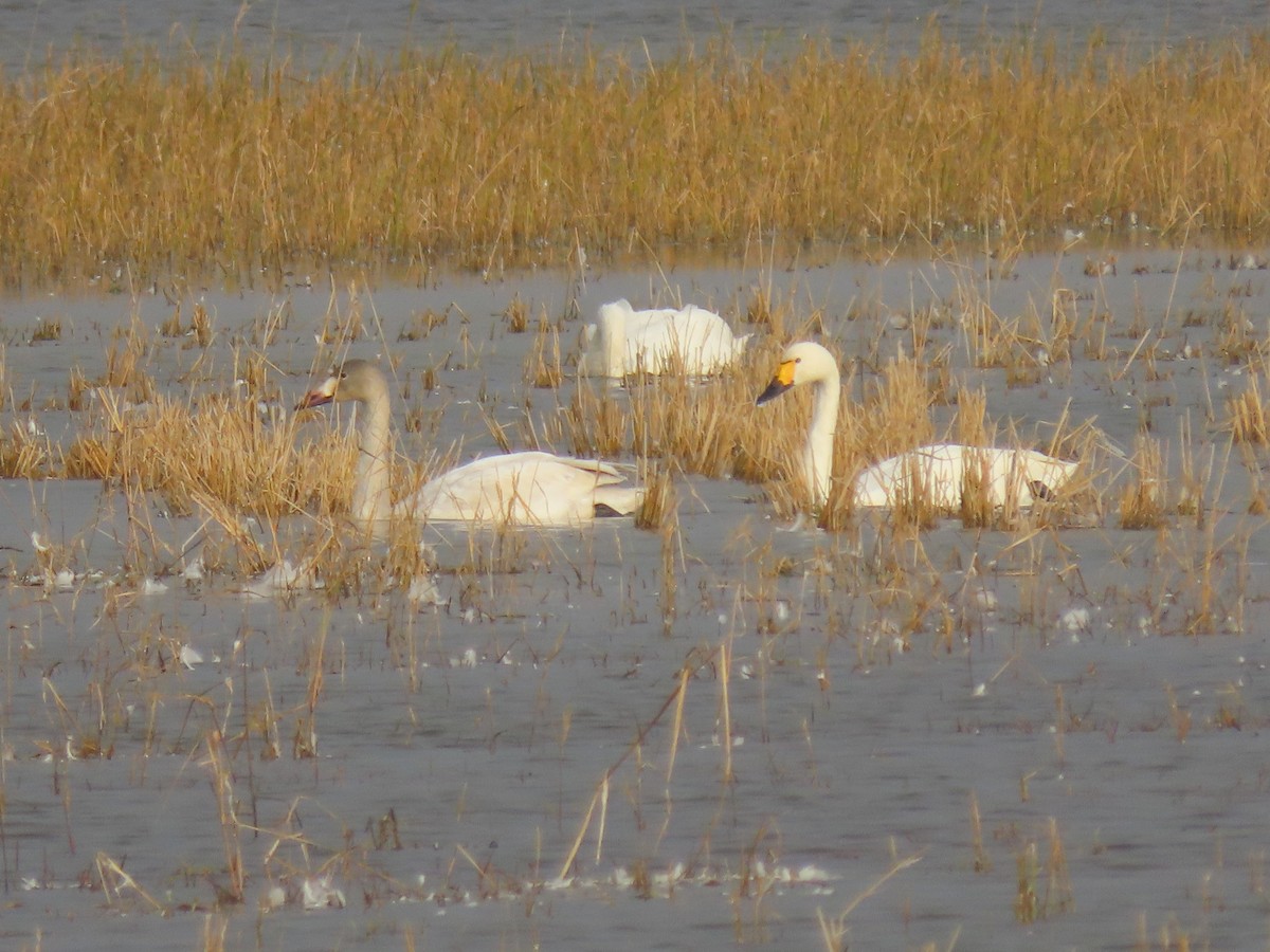 コハクチョウ - ML645005776