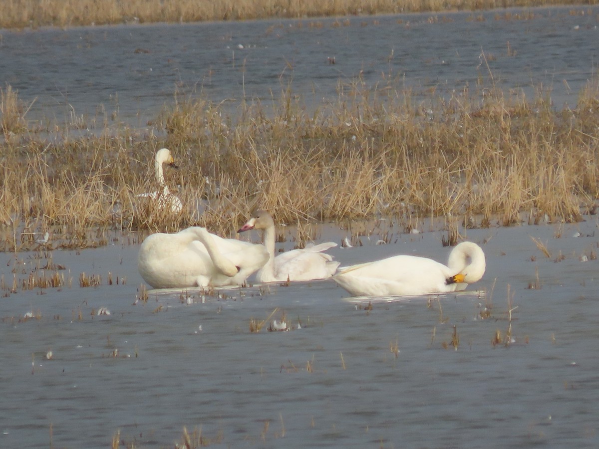 コハクチョウ - ML645005777