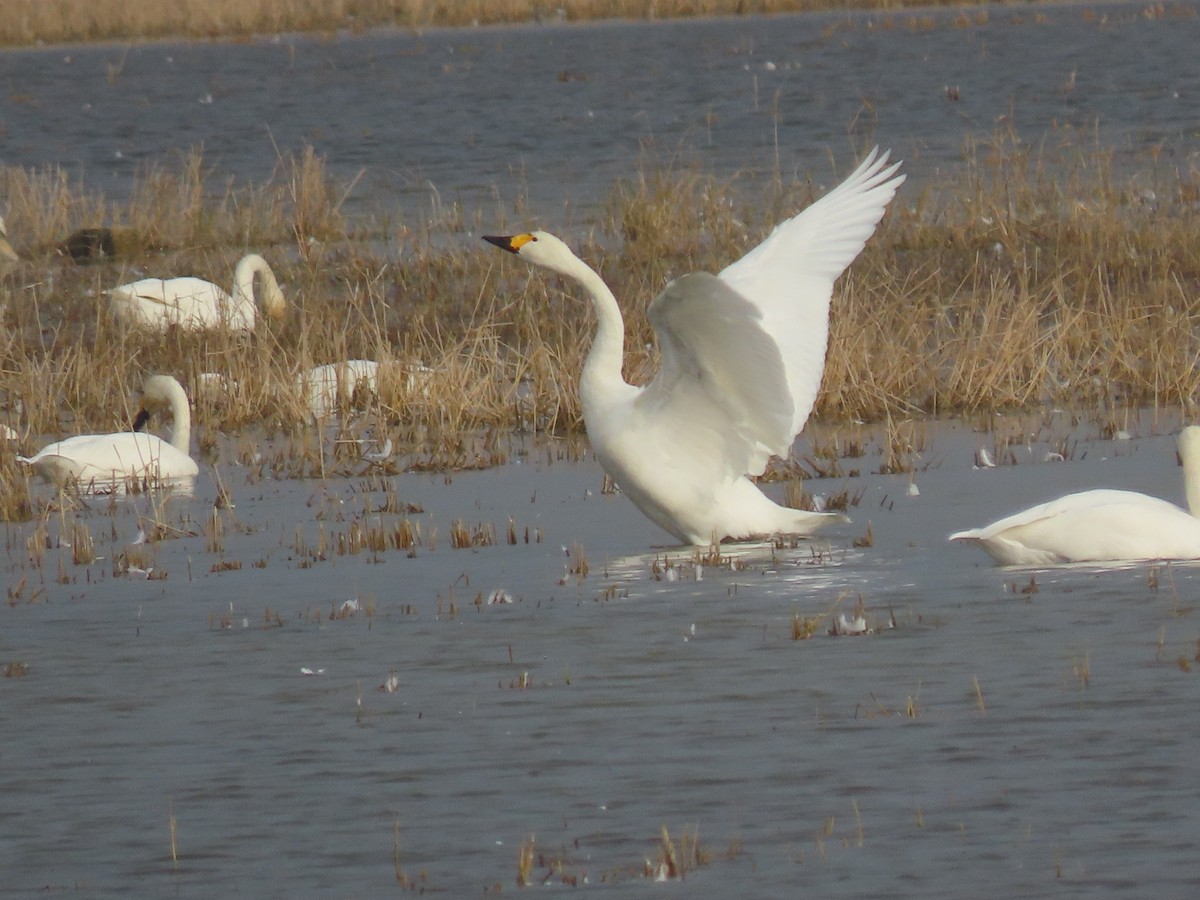 コハクチョウ - ML645005779