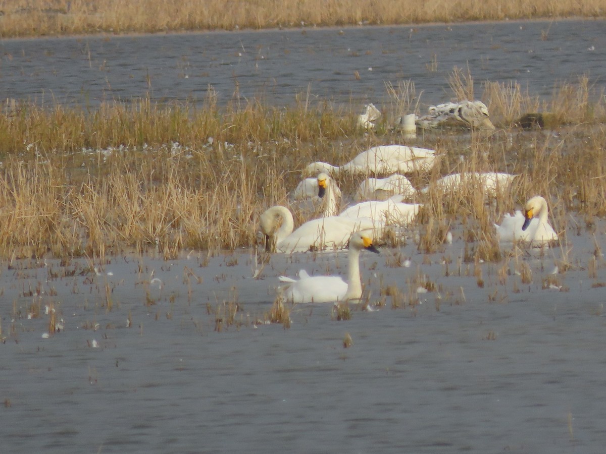 コハクチョウ - ML645005780