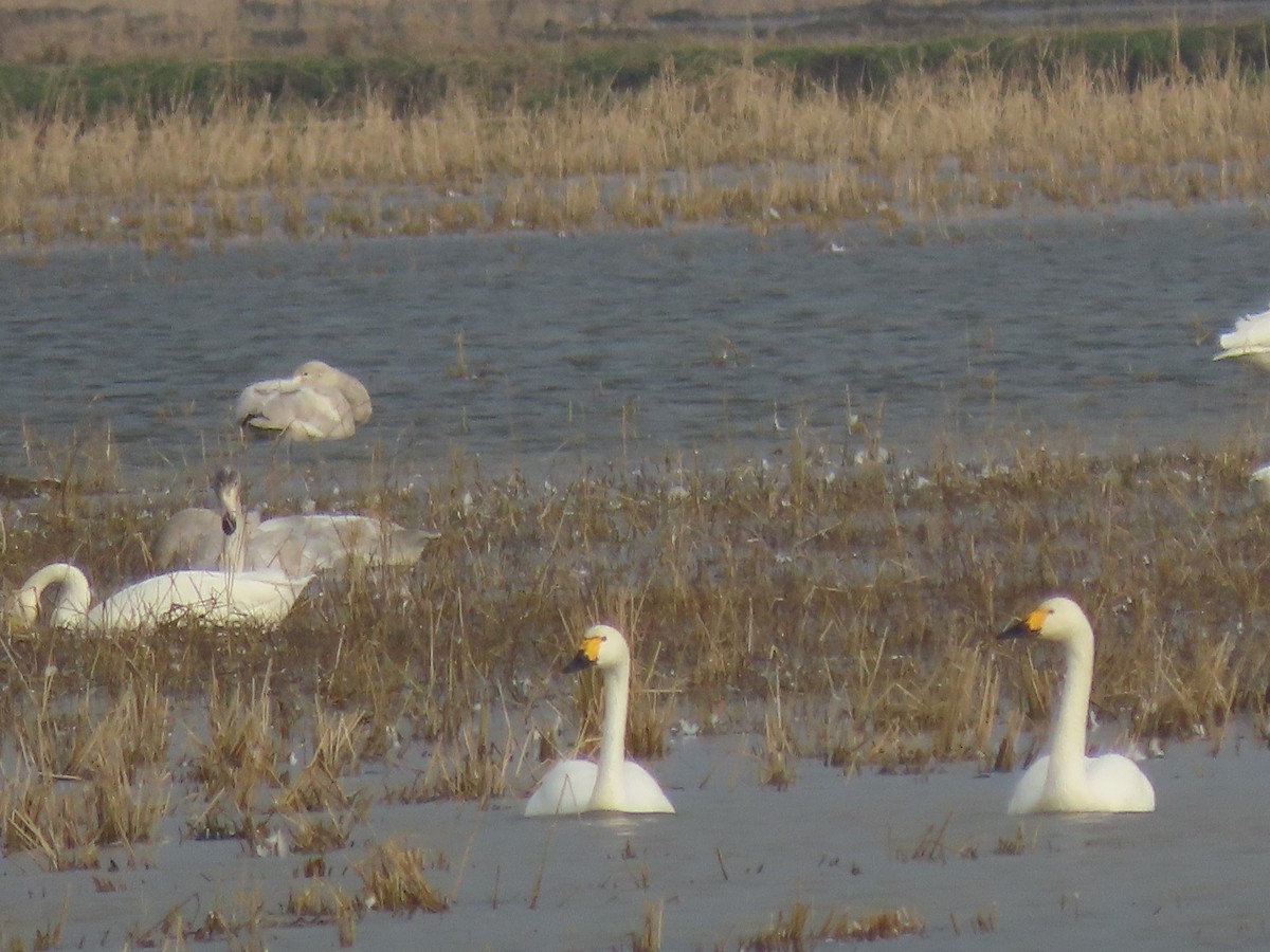 コハクチョウ - ML645005781