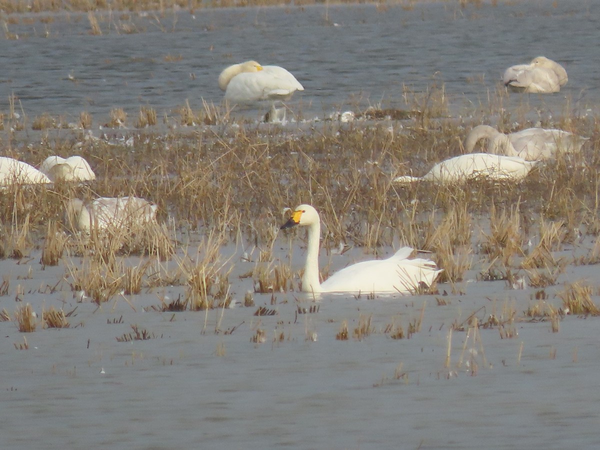 コハクチョウ - ML645005784