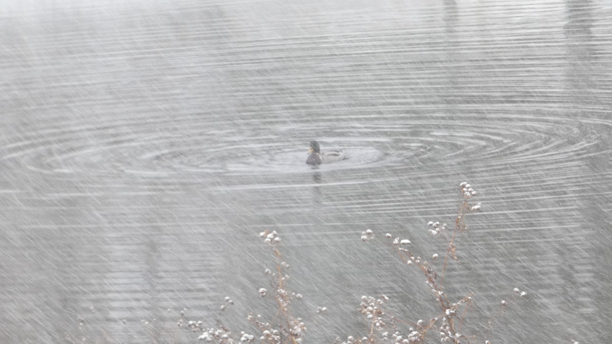 Крижень звичайний - ML645005799