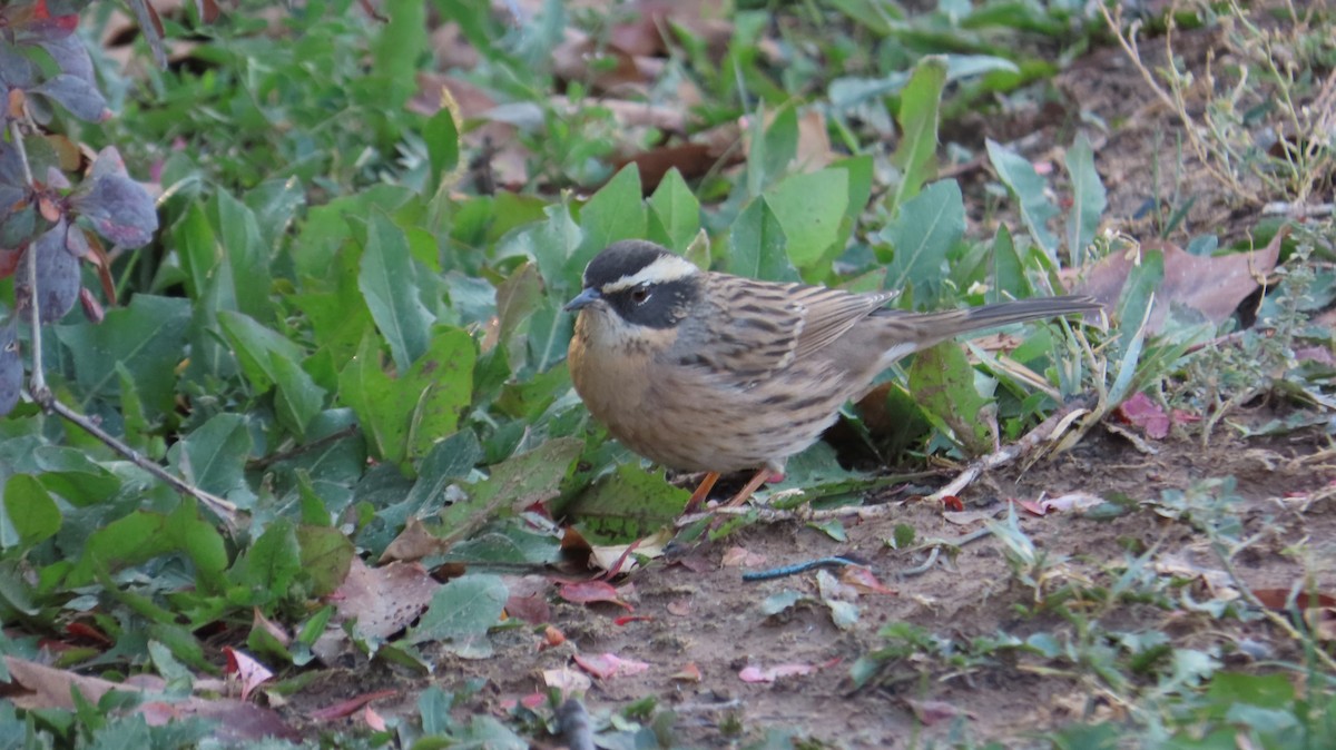 Radde's Accentor - ML645005803
