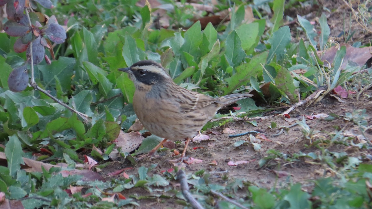 Radde's Accentor - ML645005804