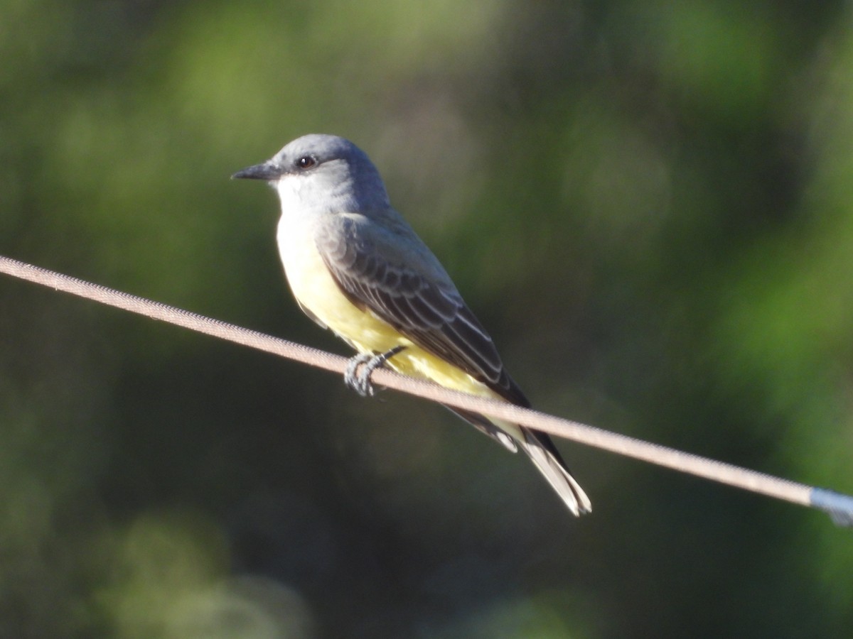 Cassin's Kingbird - ML645005812