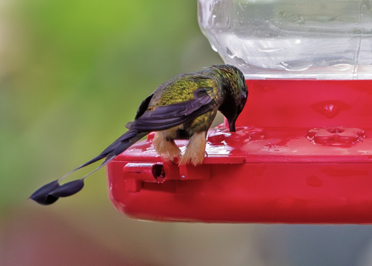 Peruvian Racket-tail - ML645005842