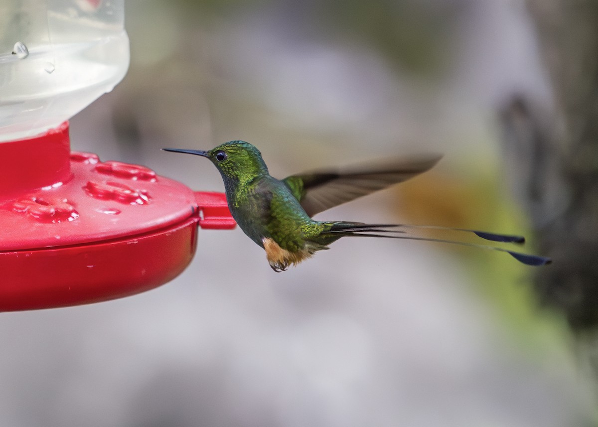 Peruvian Racket-tail - ML645005843