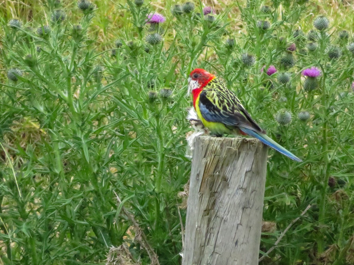 Eastern Rosella - ML645005846