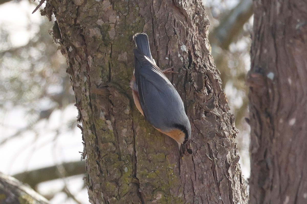 Eurasian Nuthatch - ML645005853