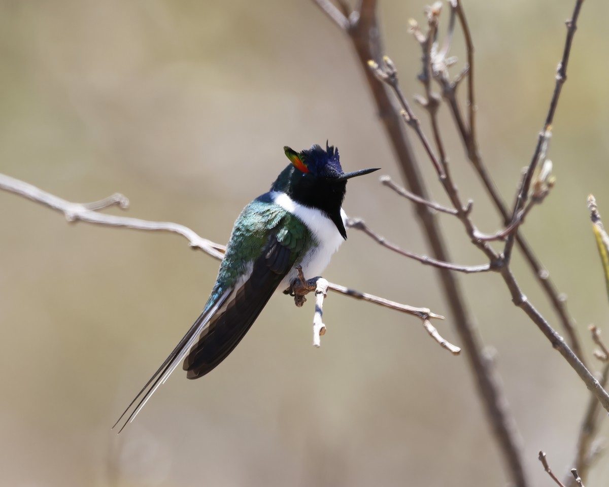 Horned Sungem - ML645005854