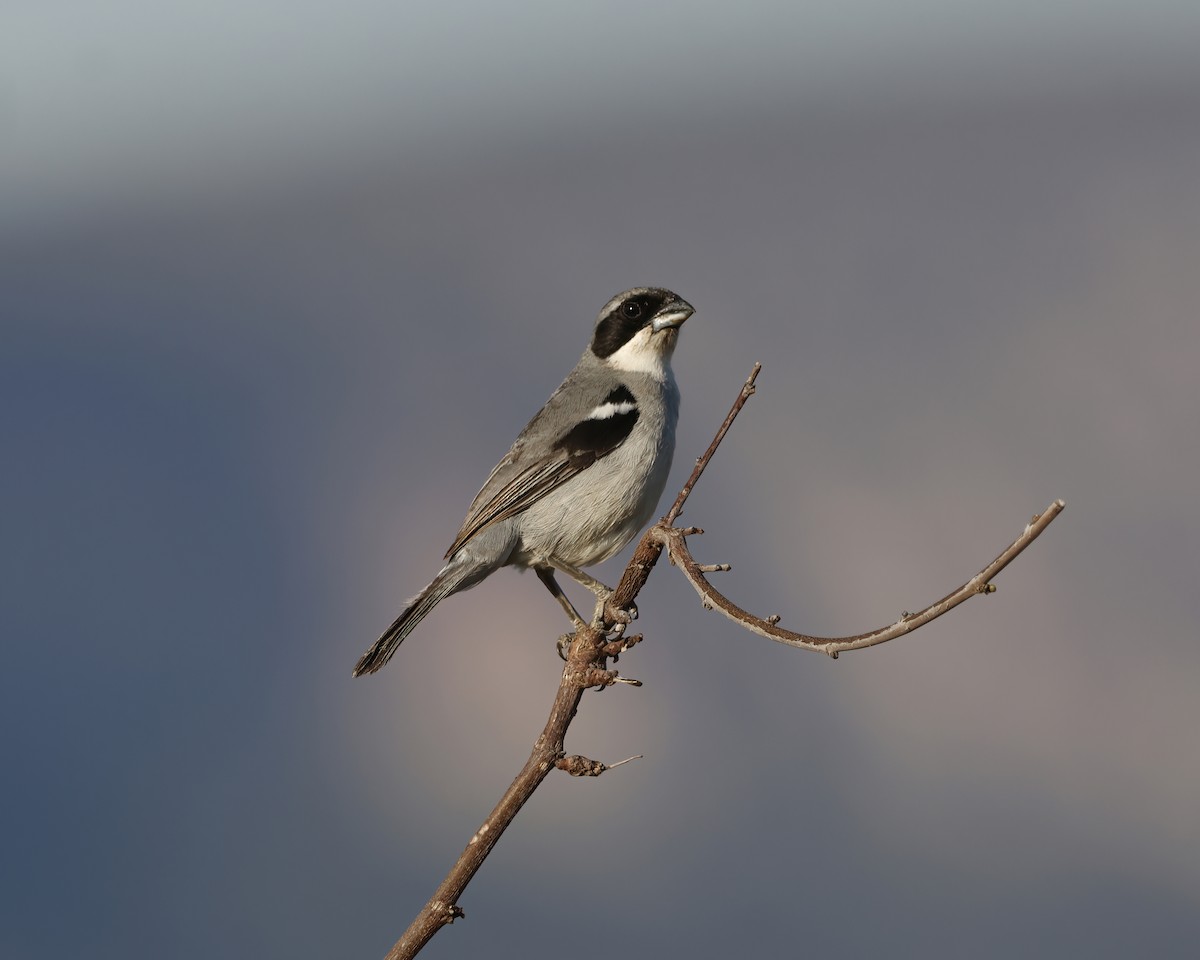 White-banded Tanager - ML645005916