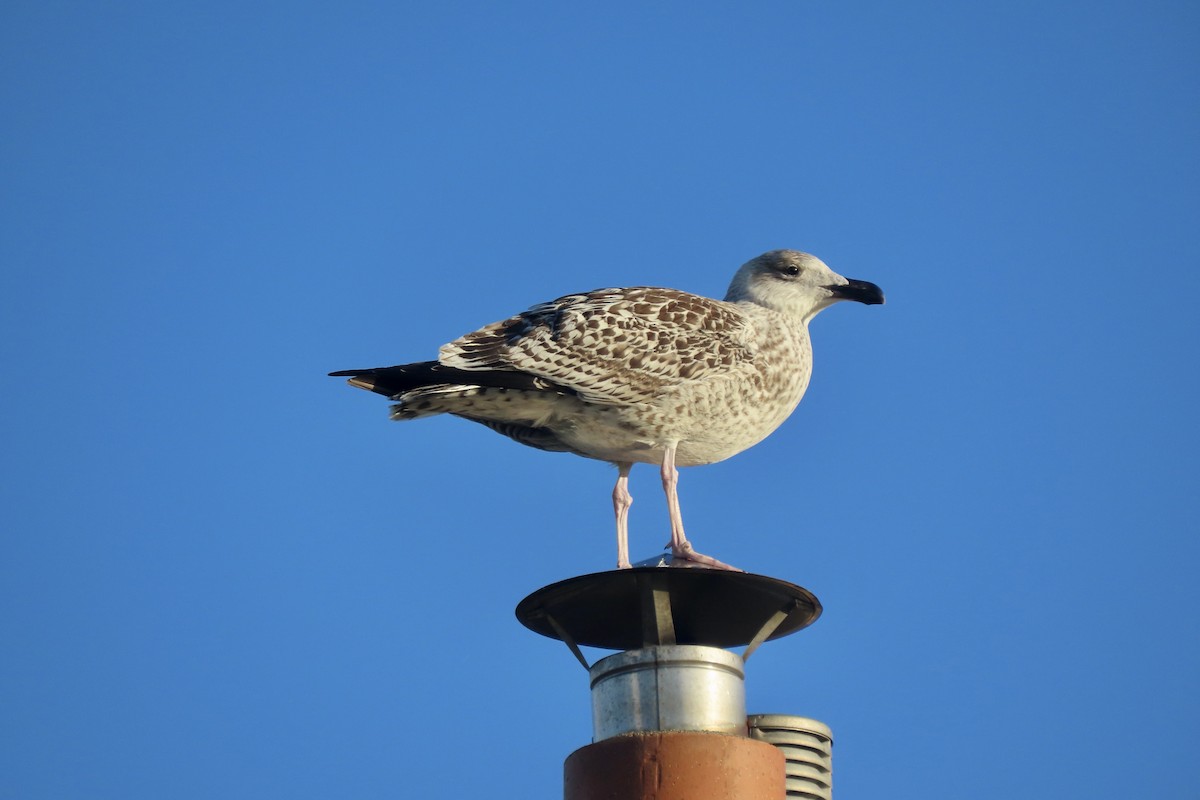 svartbak - ML645005924