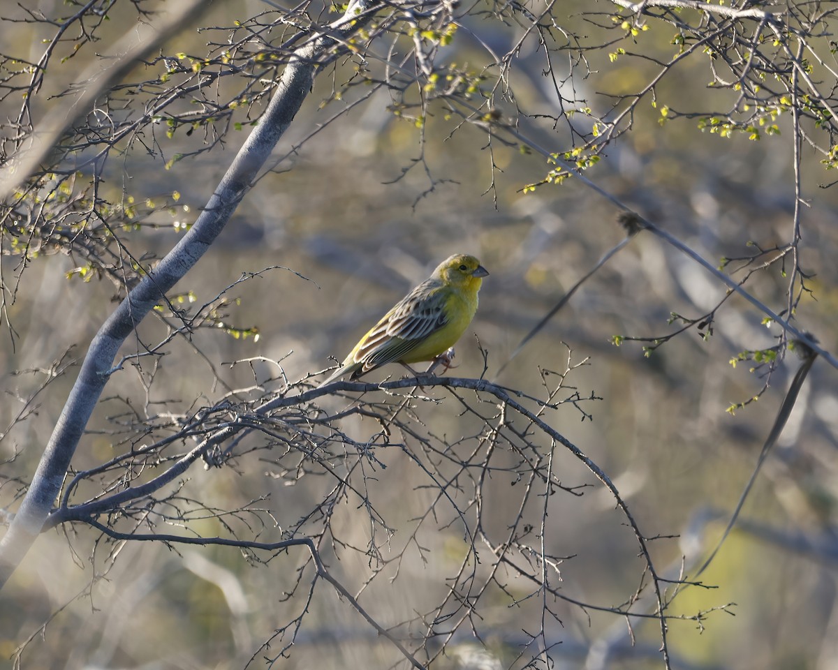 Kurzschnabel-Gilbtangare - ML645005928