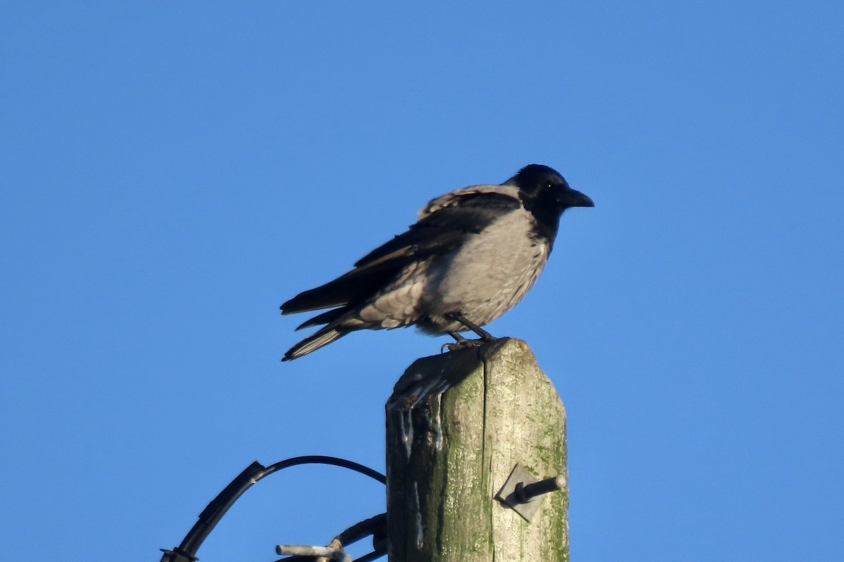 kråke - ML645005933