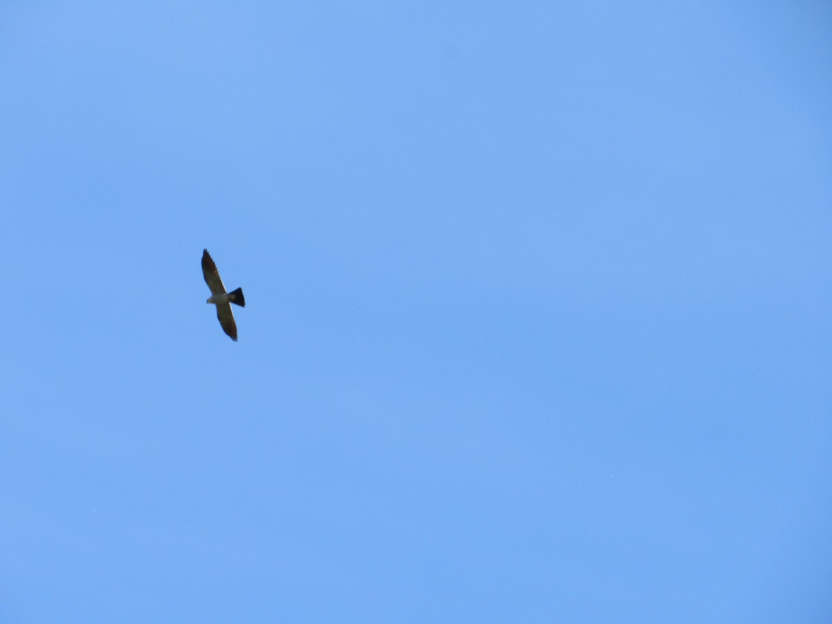Mississippi Kite - ML645005934