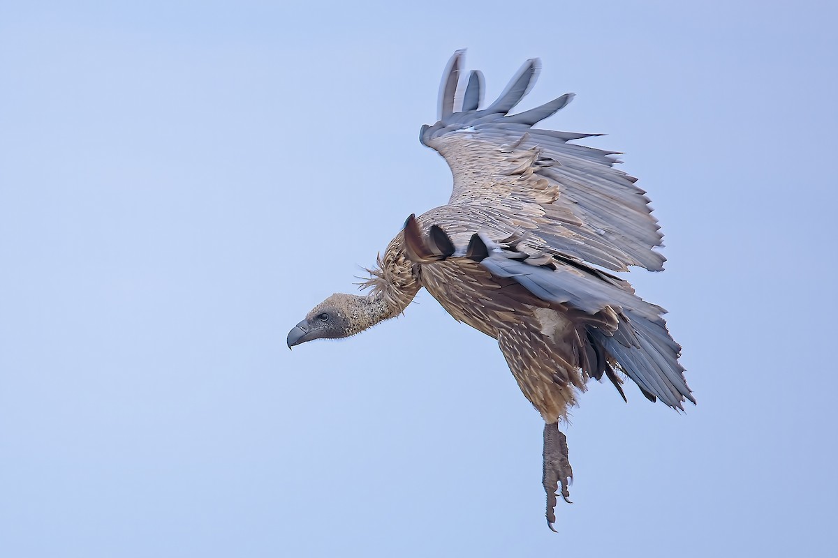 White-backed Vulture - ML645005955