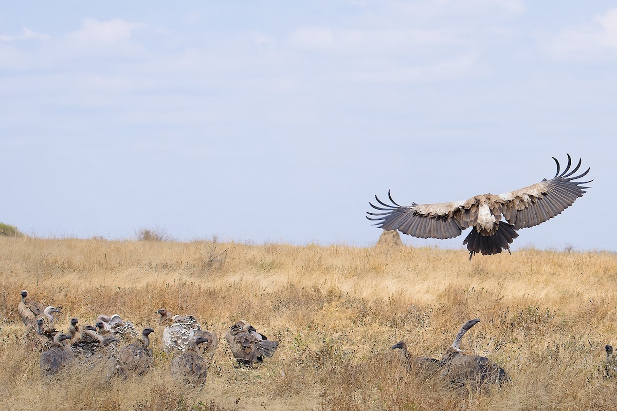 White-backed Vulture - ML645005956