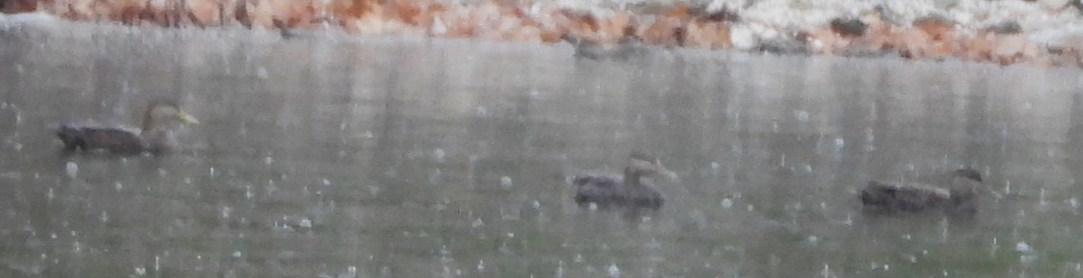 Ahate iluna - ML645005967