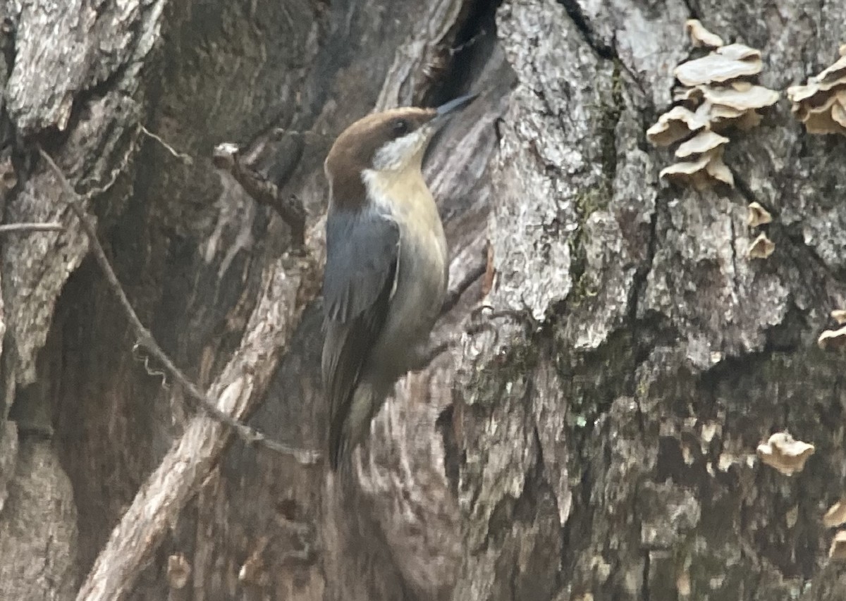 Trepador Cabecipardo - ML645005974