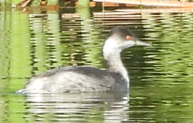 potápka černokrká - ML645005996