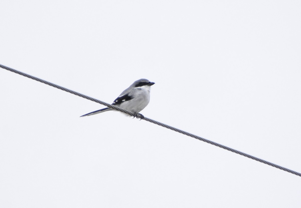 Loggerhead Shrike - ML645006006