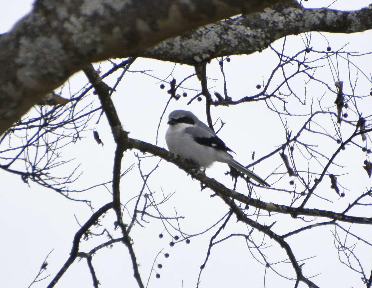 Loggerhead Shrike - ML645006007
