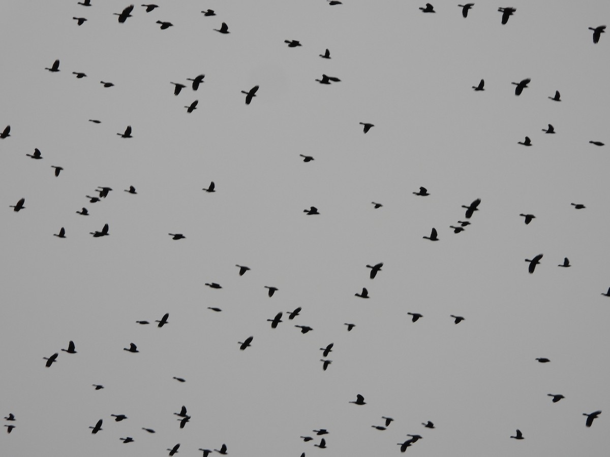 Purpurgrackel - ML645006008