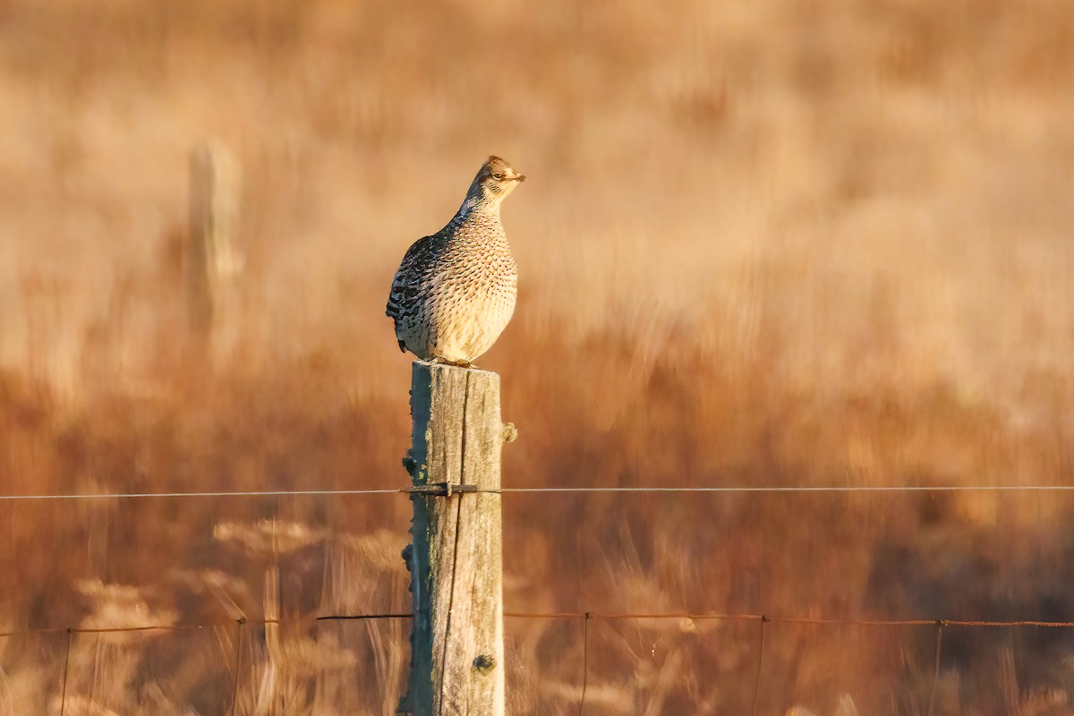 Sharp-tailed Grouse - ML645006013