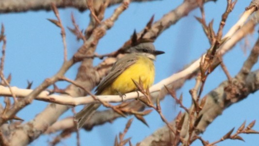 Tropical Kingbird - ML645006016